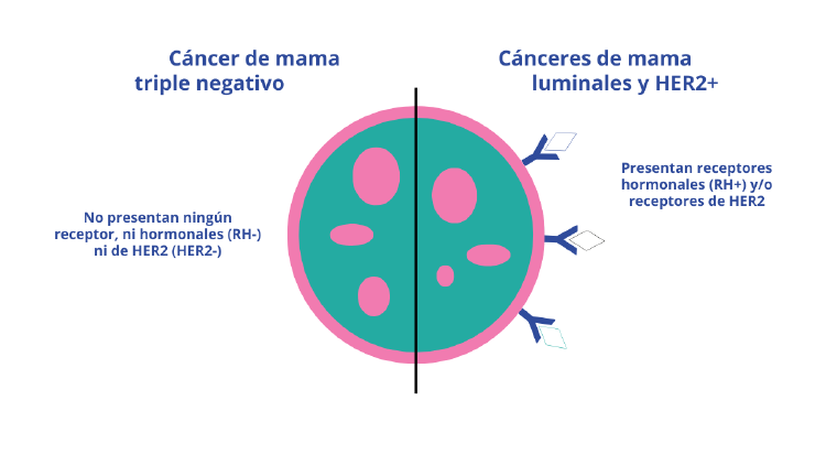 Infografías blog cm triple negativo Infografía que explica la diferencia entre los cánceres de mama luminales y HER2+ y el triple negativo